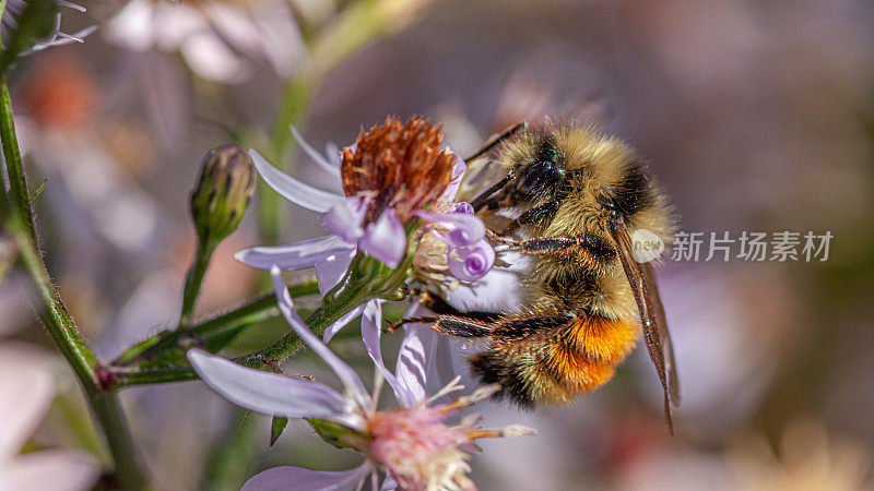 三色大黄蜂(Bombus ternarius)，三色大黄蜂。